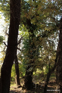 Quercia santo Stefano